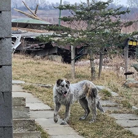 Pensiunea Agroturistica Casa Sirca Boghiş Exteriér fotografie